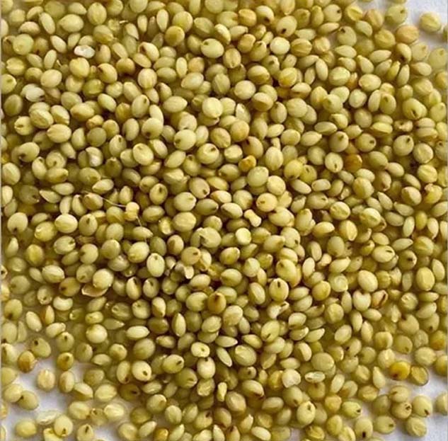 Brown Top Millet